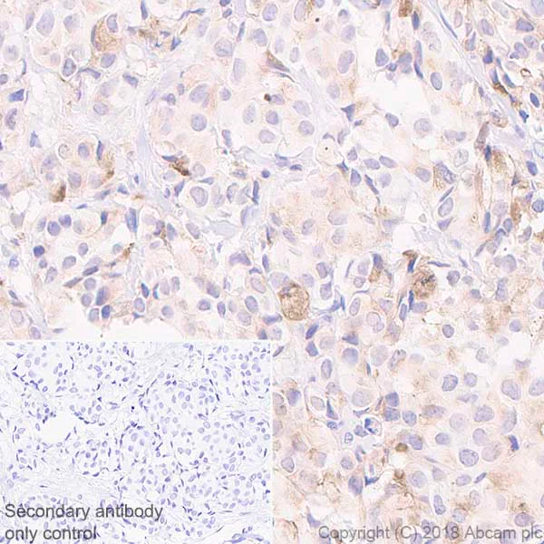 Immunohistochemistry (Formalin/PFA-fixed paraffin-embedded sections) - Anti-Quiescin Q6 antibody [EPR21866] - BSA and Azide free (AB237600)