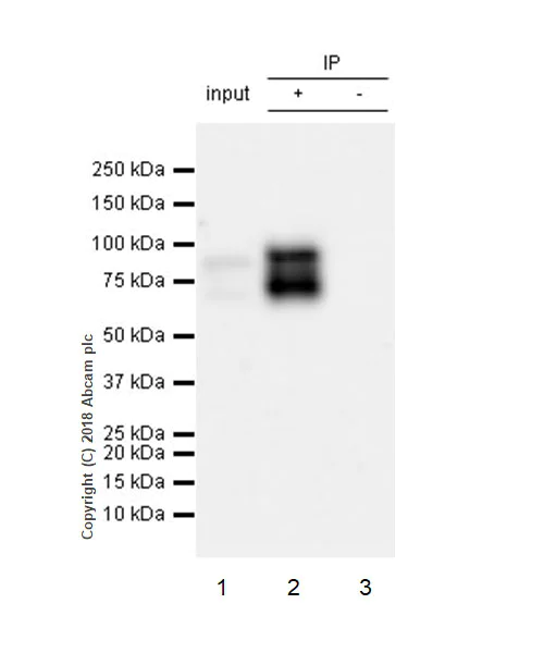 Immunoprecipitation - Anti-Quiescin Q6 antibody [EPR21866] - BSA and Azide free (AB237600)