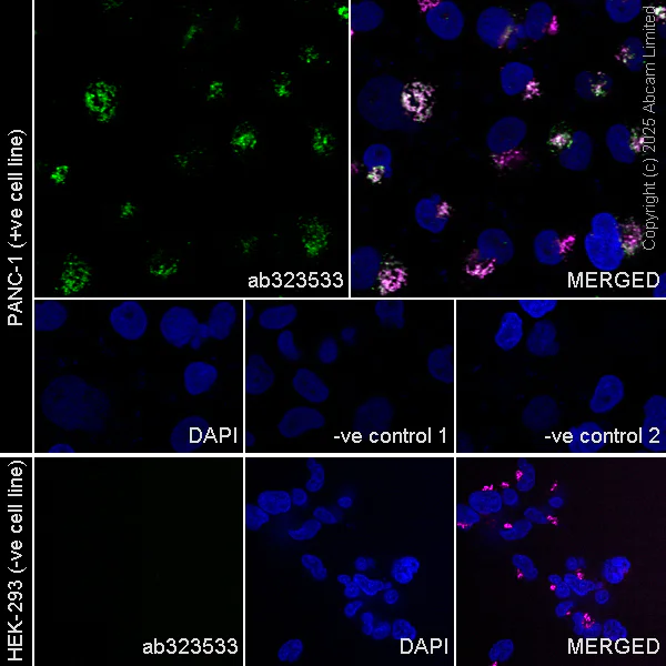 Immunocytochemistry/ Immunofluorescence - Anti-Quiescin Q6 antibody [EPR25653-56] (AB323533)