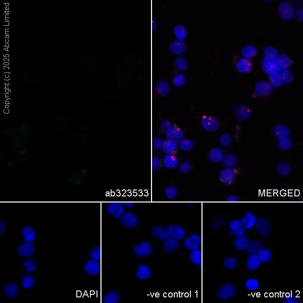 Immunocytochemistry/ Immunofluorescence - Anti-Quiescin Q6 antibody [EPR25653-56] (AB323533)