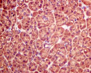 Immunohistochemistry (Formalin/PFA-fixed paraffin-embedded sections) - Anti-Quinone oxidoreductase antibody [EPR10843(B)] (AB154842)