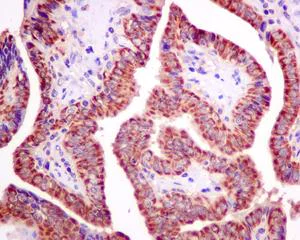 Immunohistochemistry (Formalin/PFA-fixed paraffin-embedded sections) - Anti-Quinone oxidoreductase antibody [EPR10843(B)] (AB154842)