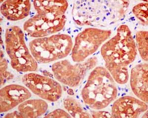 Immunohistochemistry (Formalin/PFA-fixed paraffin-embedded sections) - Anti-Quinone oxidoreductase antibody [EPR10843(B)] - BSA and Azide free (AB249145)