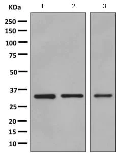 Western blot - Anti-Quinone oxidoreductase antibody [EPR10843(B)] - BSA and Azide free (AB249145)
