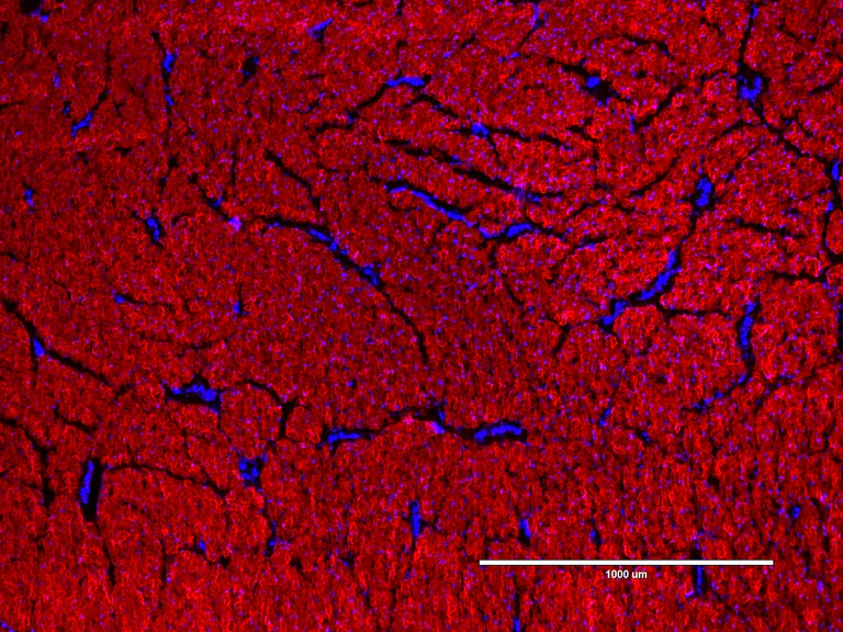Immunofluorescence - R-CHP Collagen Hybridizing Peptide - Cy3 Conjugate (AB325720)