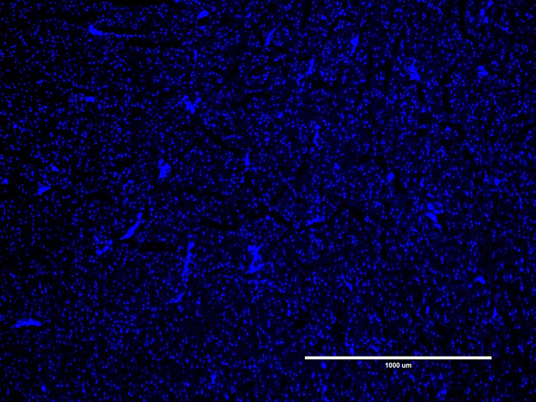 Immunofluorescence - R-CHP Collagen Hybridizing Peptide - Cy3 Conjugate - Scrambled Control (AB325721)