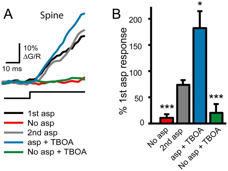 Functional Studies - (R)-CPP, NMDA antagonist (AB120159)