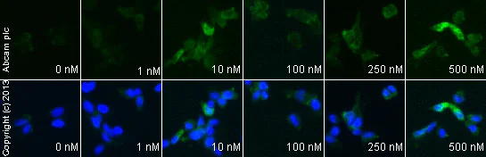 Immunocytochemistry/ Immunofluorescence - (R)-(-)-Deprenyl hydrochloride (Selegiline hydrochloride), MAO-B selective inhibitor (AB120604)