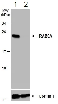 Western blot - Anti-Rab-6 antibody (AB95954)