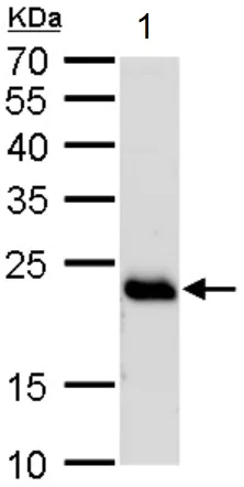 Western blot - Anti-Rab-6 antibody (AB95954)