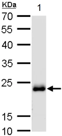 Western blot - Anti-Rab-6 antibody (AB95954)