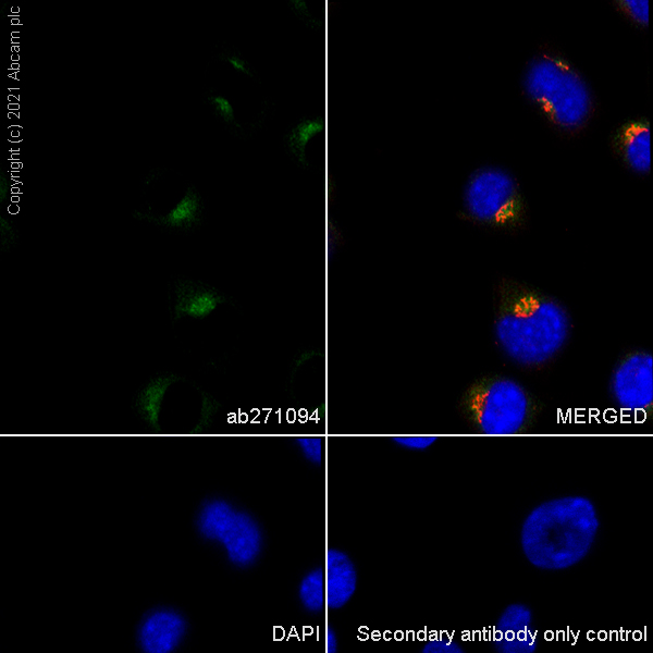 Immunocytochemistry/ Immunofluorescence - Anti-Rab 6A + Rab 6D + Ral-A antibody [EPR24472-24] (AB271094), expandable thumbnail