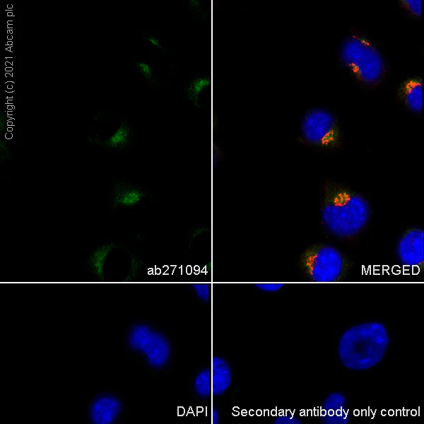 Immunocytochemistry/ Immunofluorescence - Anti-Rab 6A + Rab 6D + Ral-A antibody [EPR24472-24] (AB271094)