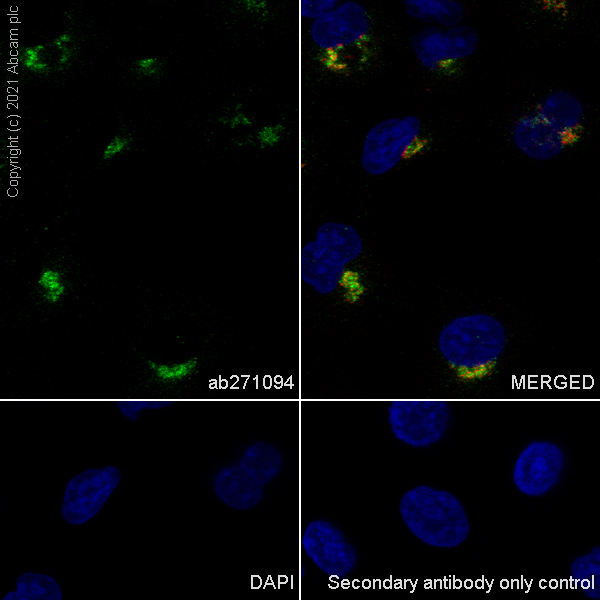 Immunocytochemistry/ Immunofluorescence - Anti-Rab 6A + Rab 6D + Ral-A antibody [EPR24472-24] (ab271094), expandable thumbnail
