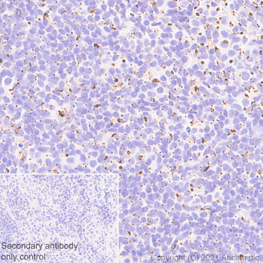 Immunohistochemistry (Formalin/PFA-fixed paraffin-embedded sections) - Anti-Rab 6A + Rab 6D + Ral-A antibody [EPR24472-24] (ab271094), expandable thumbnail