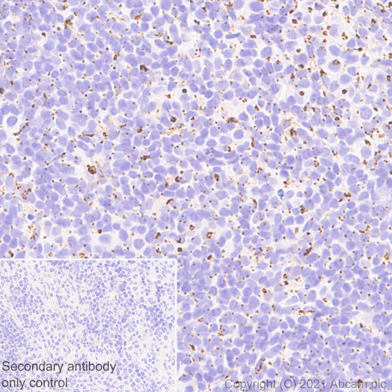 Immunohistochemistry (Formalin/PFA-fixed paraffin-embedded sections) - Anti-Rab 6A + Rab 6D + Ral-A antibody [EPR24472-24] (AB271094)