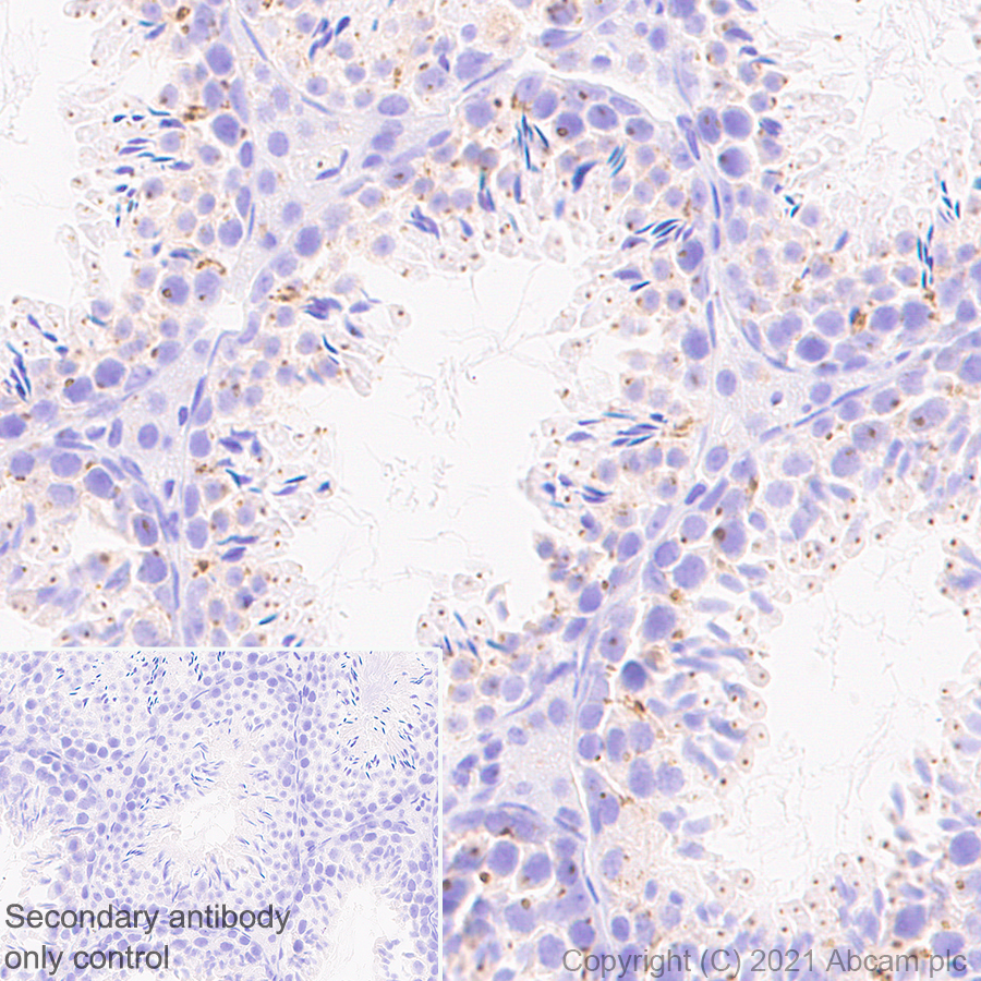 Immunohistochemistry (Formalin/PFA-fixed paraffin-embedded sections) - Anti-Rab 6A + Rab 6D + Ral-A antibody [EPR24472-24] (AB271094), expandable thumbnail