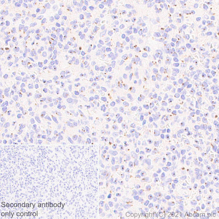 Immunohistochemistry (Formalin/PFA-fixed paraffin-embedded sections) - Anti-Rab 6A + Rab 6D + Ral-A antibody [EPR24472-24] (AB271094)