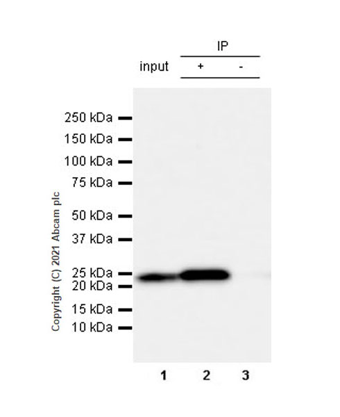 Immunoprecipitation - Anti-Rab 6A + Rab 6D + Ral-A antibody [EPR24472-24] (AB271094), expandable thumbnail