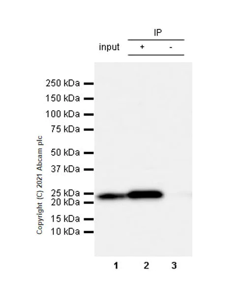 Immunoprecipitation - Anti-Rab 6A + Rab 6D + Ral-A antibody [EPR24472-24] (AB271094)