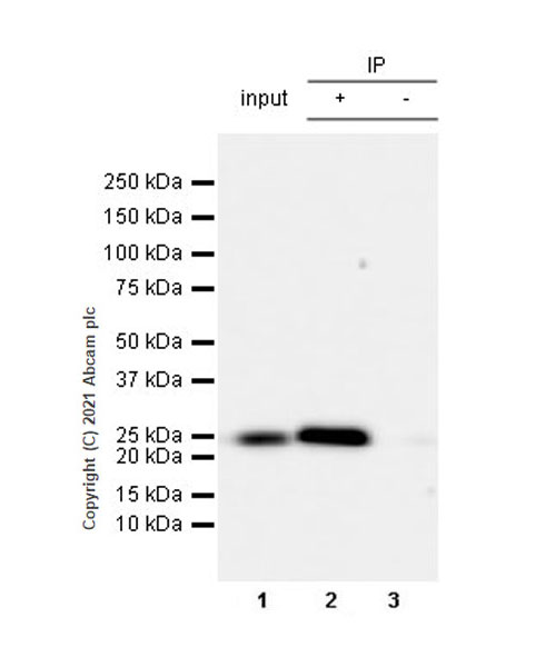 Immunoprecipitation - Anti-Rab 6A + Rab 6D + Ral-A antibody [EPR24472-24] (ab271094), expandable thumbnail