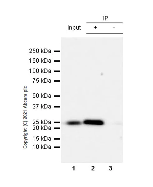 Immunoprecipitation - Anti-Rab 6A + Rab 6D + Ral-A antibody [EPR24472-24] (AB271094)