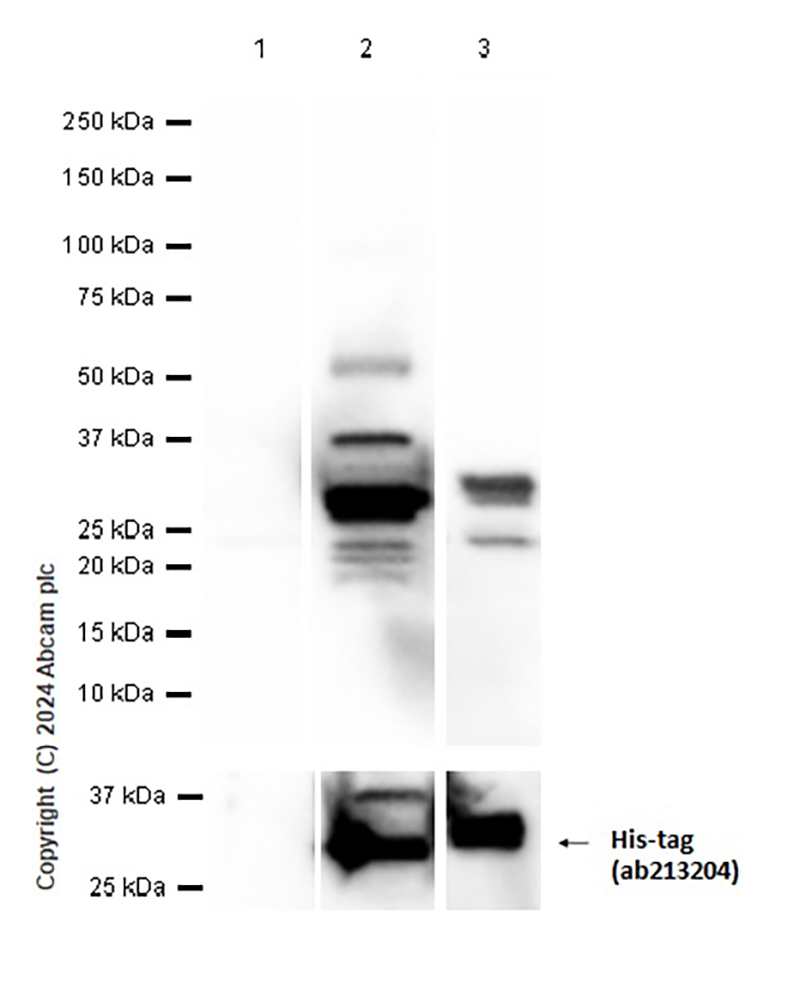 Western blot - Anti-Rab 6A + Rab 6D + Ral-A antibody [EPR24472-24] (ab271094), expandable thumbnail