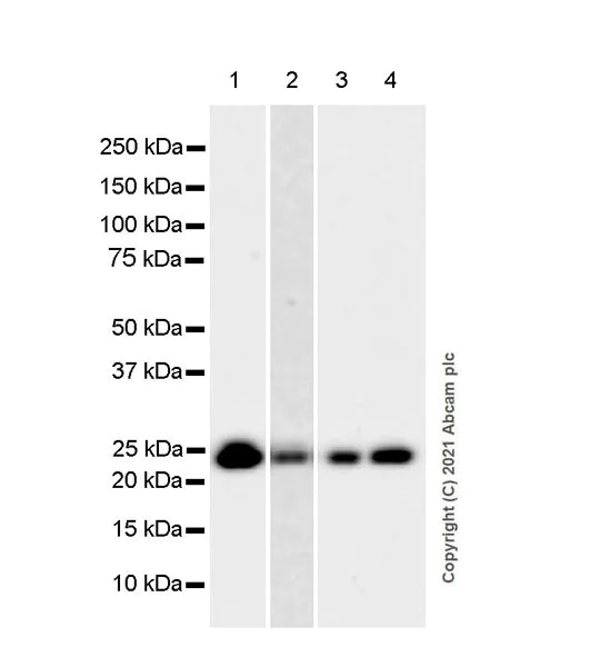 Western blot - Anti-Rab 6A + Rab 6D + Ral-A antibody [EPR24472-24] (AB271094)