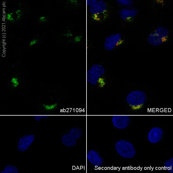 Immunocytochemistry/ Immunofluorescence - Anti-Rab 6A + Rab 6D + Ral-A antibody [EPR24472-24] - BSA and Azide free (AB280955)