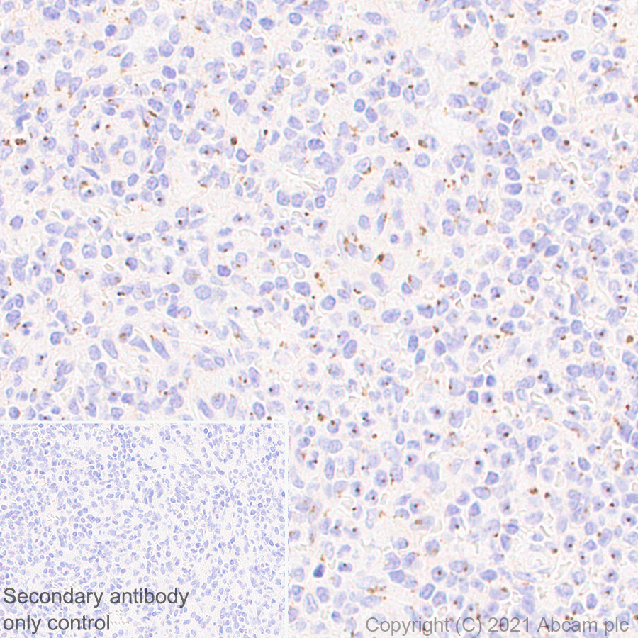 Immunohistochemistry (Formalin/PFA-fixed paraffin-embedded sections) - Anti-Rab 6A + Rab 6D + Ral-A antibody [EPR24472-24] - BSA and Azide free (ab280955), expandable thumbnail