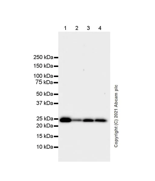 Western blot - Anti-Rab 6A + Rab 6D + Ral-A antibody [EPR24472-24] - BSA and Azide free (AB280955)