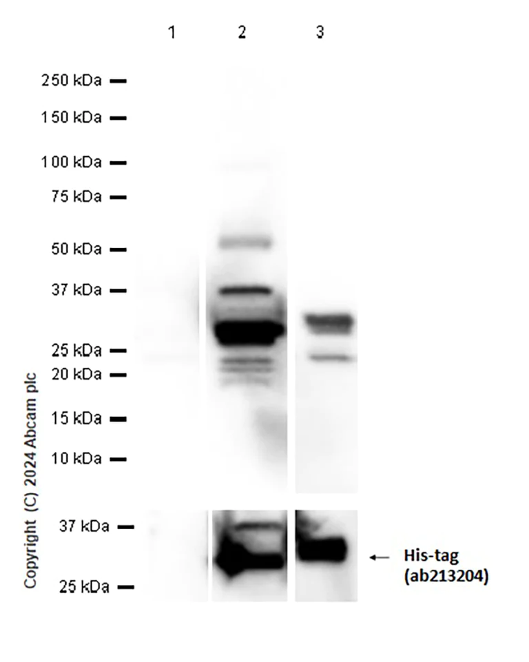 Western blot - Anti-Rab 6A + Rab 6D + Ral-A antibody [EPR24472-24] - BSA and Azide free (AB280955)
