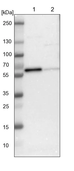 Western blot - Anti-RAB antibody (AB244307)