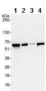 Western blot - Anti-RAB antibody (AB86349)