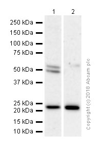 Western blot - Anti-RAB10 antibody [EPR13242] (AB181367), expandable thumbnail