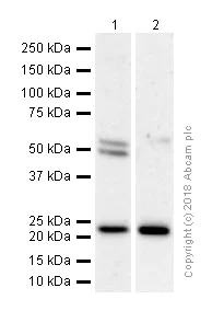 Western blot - Anti-RAB10 antibody [EPR13242] - BSA and Azide free (AB224886)