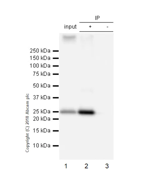 Immunoprecipitation - Anti-RAB10 antibody [MJF-R23] - BSA and Azide free (AB238655)
