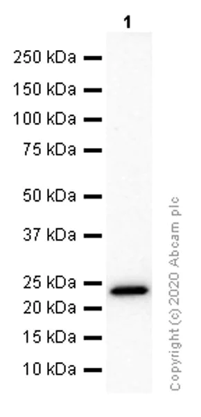 Western blot - Anti-RAB10 antibody [MJF-R23] - BSA and Azide free (AB238655)