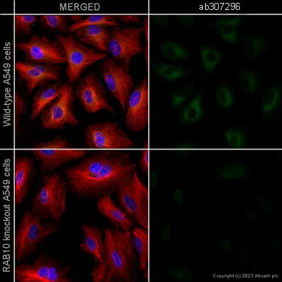Immunocytochemistry/ Immunofluorescence - Anti-RAB10 antibody [MJF-R23] - Mouse IgG2a (Chimeric) - BSA and Azide free (AB307297)
