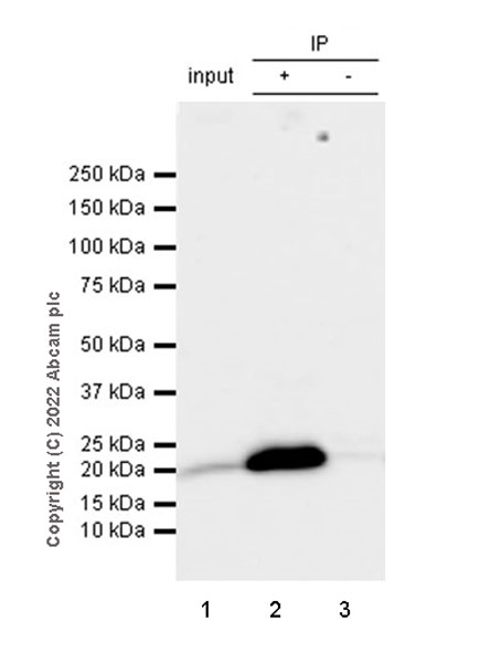 Immunoprecipitation - Anti-RAB10 antibody [MJF-R23] - Mouse IgG2a (Chimeric) - BSA and Azide free (AB307297), expandable thumbnail