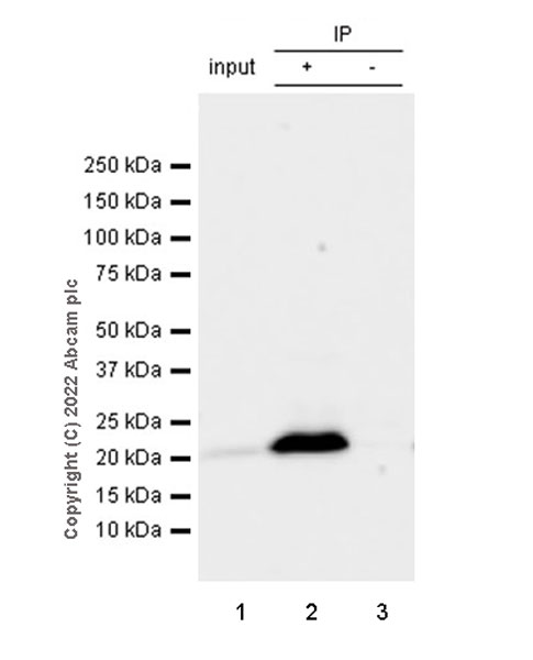 Immunoprecipitation - Anti-RAB10 antibody [MJF-R23] - Mouse IgG2a (Chimeric) - BSA and Azide free (AB307297), expandable thumbnail