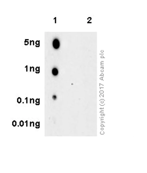 Dot Blot - Anti-RAB10 (phospho T73) antibody [MJF-R21-22-5] - BSA and Azide free (AB243293)