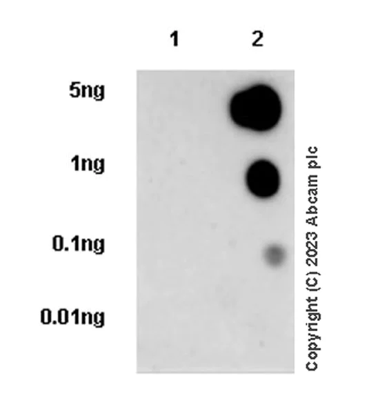 Dot Blot - Anti-RAB10 (phospho T73) antibody [MJF-R21-22-5] - Mouse IgG2a (Chimeric) - BSA and Azide free (AB315173)