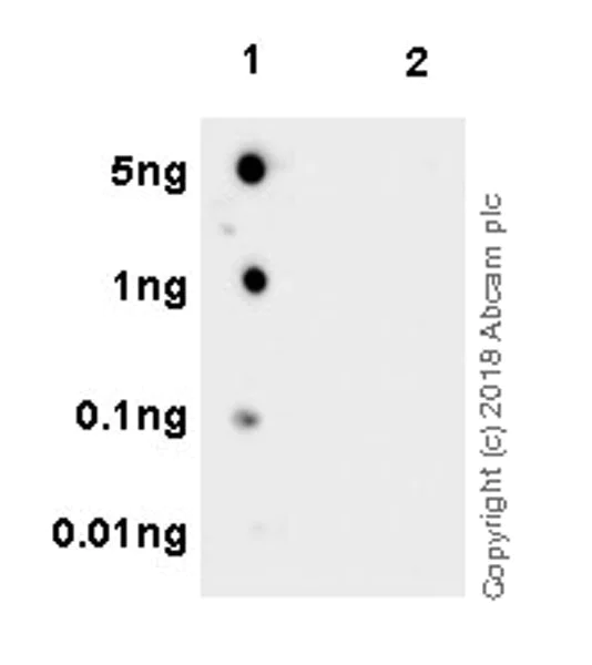 Dot Blot - Anti-RAB10 (phospho T73) antibody [MJF-R21] (AB230261)