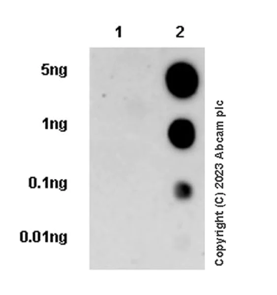 Dot Blot - Anti-RAB10 (phospho T73) antibody [MJF-R21] - Mouse IgG2a (Chimeric) (AB315174)