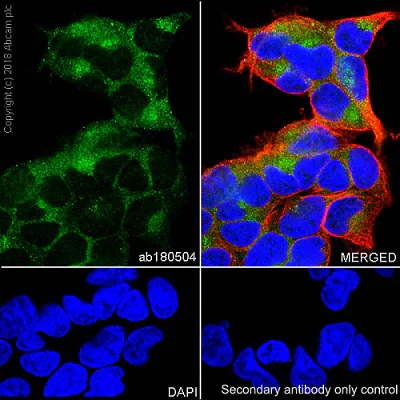 Immunocytochemistry/ Immunofluorescence - Anti-RAB11-FIP2 antibody [EPR12294-85] - BSA and Azide free (AB232655)
