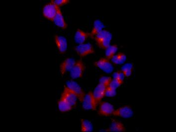 Immunocytochemistry/ Immunofluorescence - Anti-RAB11-FIP2 antibody [EPR12294-85] - BSA and Azide free (AB232655)