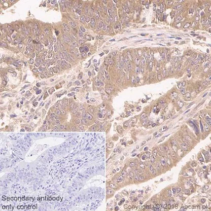 Immunohistochemistry (Formalin/PFA-fixed paraffin-embedded sections) - Anti-RAB11-FIP2 antibody [EPR12294-85] - BSA and Azide free (AB232655)