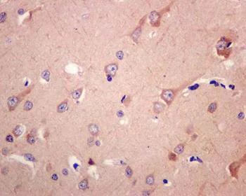 Immunohistochemistry (Formalin/PFA-fixed paraffin-embedded sections) - Anti-RAB11-FIP2 antibody [EPR12294-85] - BSA and Azide free (AB232655)