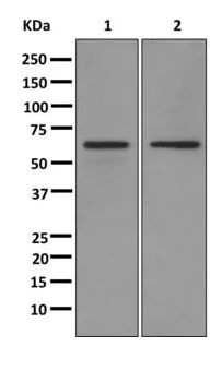 Western blot - Anti-RAB11-FIP2 antibody [EPR12294] - BSA and Azide free (AB249812)